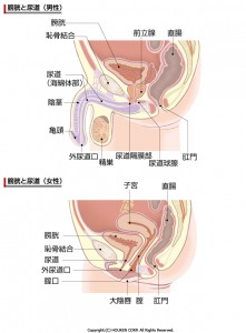 膀胱の解剖図